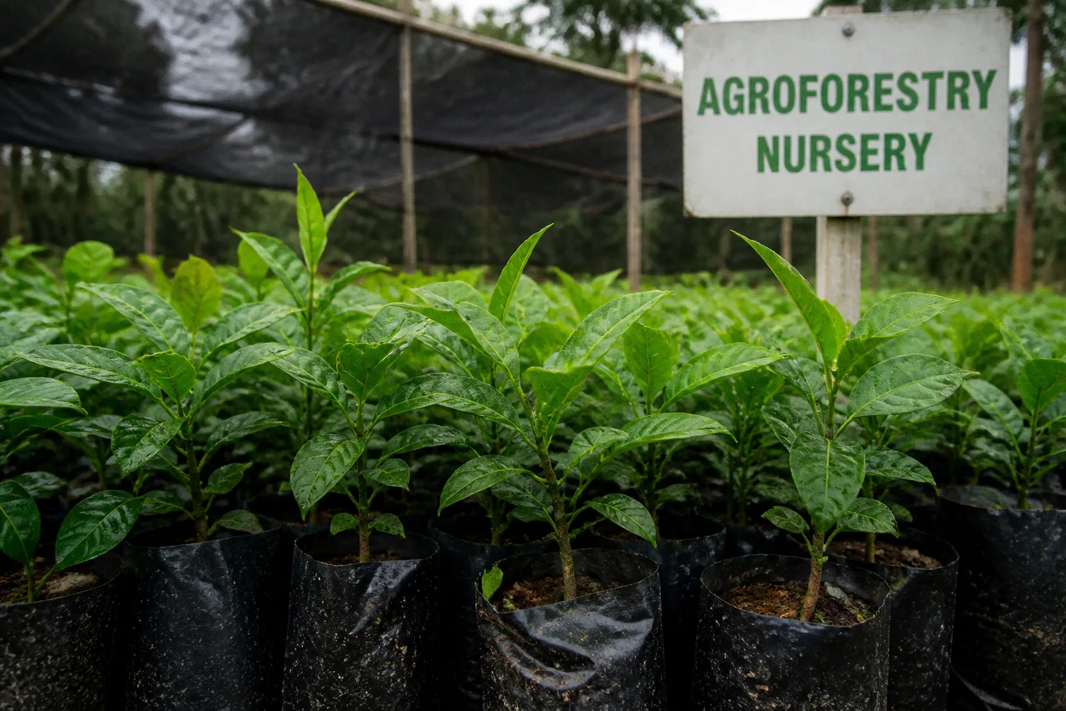 Building the Future: How Agroforestry Drives Green Jobs and Climate Resilience