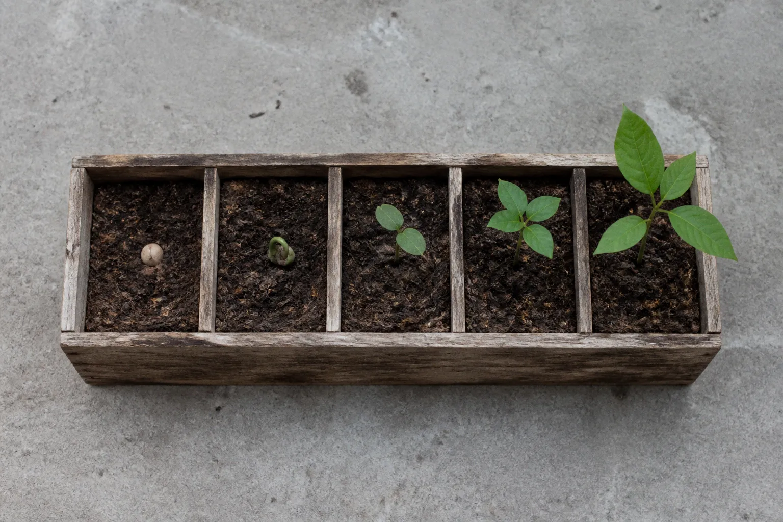 Climate startup feasibility: a five-stage validation project