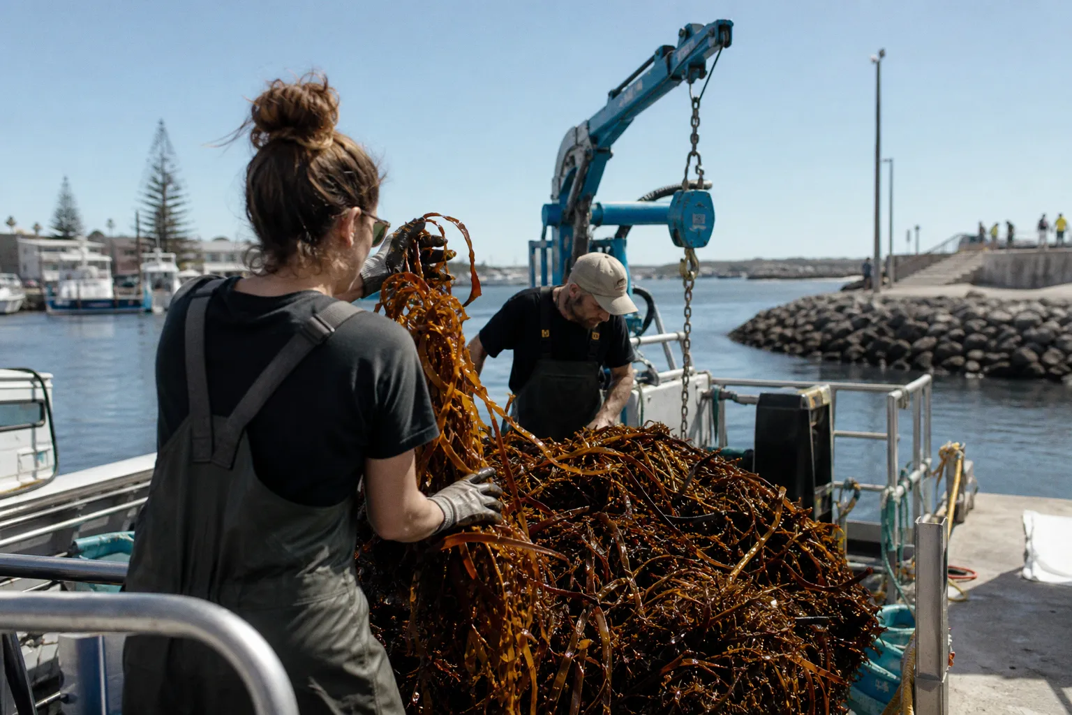 How Fremantle Seaweed is Navigating the Climate Tech Valley of Death